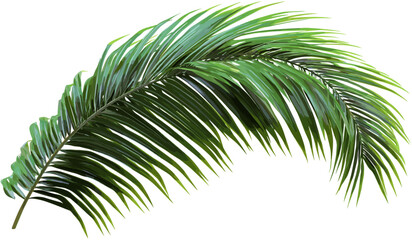 Obraz premium Palm leaves vector cut out foliage transparent backgrounds, tropical plant design, exotic nature, green leaves, summer background, palm branches, jungle decoration, tropical foliage.