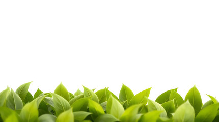 leaves at the bottom of a cream white backgroun