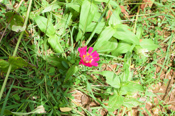 Zinnia Blossom in Sharp Focus – Close-Up Nature Photography Showcasing Petal Textures and Floral Elegance. Exquisite Pink Zinnia Flower with Delicate Petal Details – A Striking Macro Photograph
