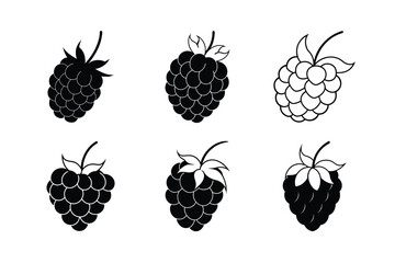 Raspberry – Rubus idaeus line art vector illustration