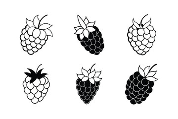 Raspberry – Rubus idaeus line art vector illustration