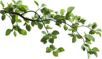 Greenery tree branches leaves cutout png, transparent background, nature foliage, plant leaves, organic branches, eco-friendly design, vector tree elements, lush forest © aura studio