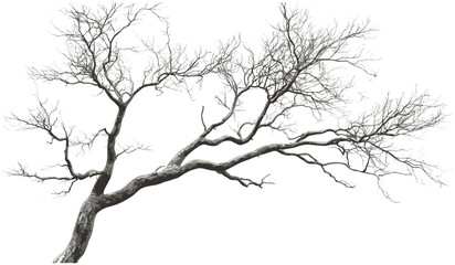 Leafless trees branches cutout transparent png, isolated dry branches, autumn trees, nature silhouette, dried trees, vector cutout, transparent background