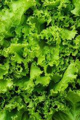 Fresh green curly lettuce leaves in close-up full-frame background