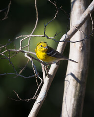 Pine Warbler perched on a branch.