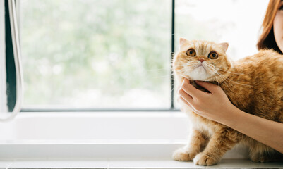 In a bathroom bath, an attractive woman enjoys solitude with her Scottish Fold cat, sharing a moment of pet love and relaxation.