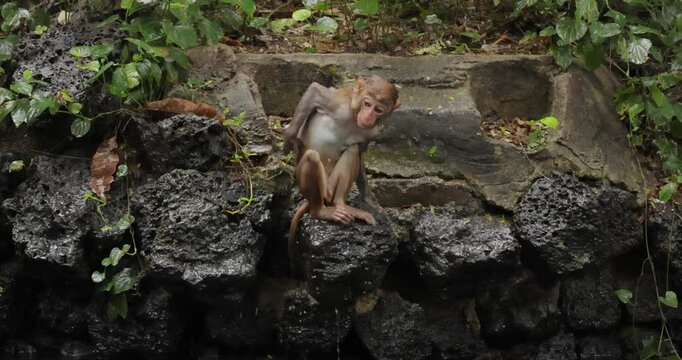 Macaques in nature. Macaques constitute a genus (Macaca) of gregarious monkeys. Macaques are found in a variety of habitats throughout the Asian continent and are highly adaptable.