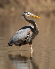 Great Blue Heron on the prowl