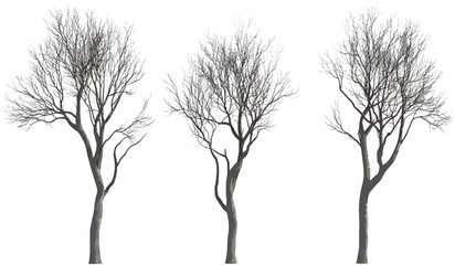 Vector dead tree branches cutout, dry tree branch shapes, silhouette bare trees, leafless twigs, transparent PNG, isolated elements, clip art, barren tree limbs, winter trees © aura studio