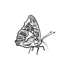 Map butterfly insect drawing in black brush stroke texture isolated on white background. Hand drawn vector sketch illustration in vintage charcoal ink. Springtime symbol, lightness, flying