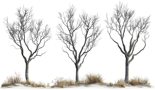 Dead tree branches vector, cutout tree limbs, dry twigs PNG, silhouette bare trees, leafless tree shapes, transparent background, isolated elements, nature clip art, artistic barren trees