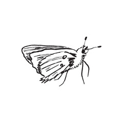 Eastern Knapweed Fritillary butterfly insect drawing in black brush stroke texture isolated on white background. Hand drawn vector sketch illustration in vintage charcoal ink. Springtime symbol © Nataliya Pokrovska