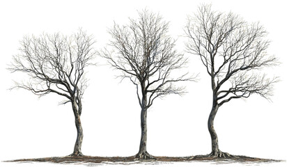 Leafless tree vector illustration, dry forest isolated, transparent png, barren nature, desolate background, autumn landscape, isolated trees, wilderness theme, nature drawing