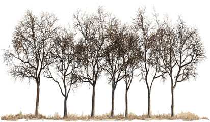 Dry trees vector cutout PNG, row lined landscape, isolated nature silhouette, environmental design, transparent background, tree artwork, outdoor forest scene, nature illustration