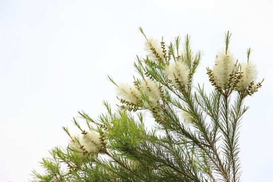 オーストラリア原産のティートリー、先住民のアボリジニが薬用植物として古くから用いて、アロマテラピーのエッセンシャルオイルでも、抗菌、抗真菌などの効能があり免疫力をアップさその爽やかな香りは心にも活力を与えます。