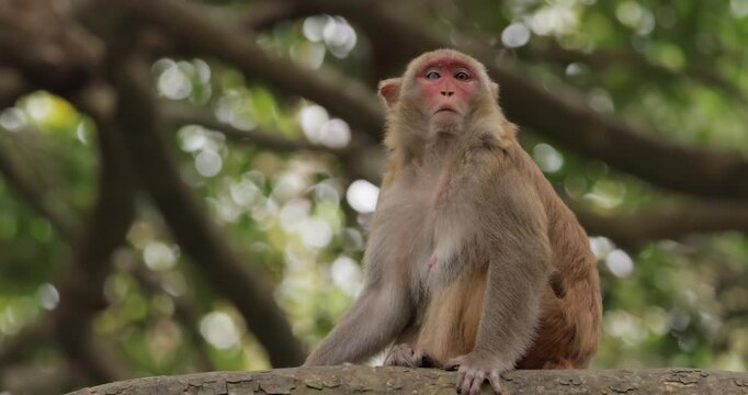 Macaques in nature. Macaques constitute a genus (Macaca) of gregarious monkeys. Macaques are found in a variety of habitats throughout the Asian continent and are highly adaptable.