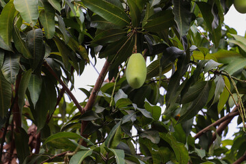 Single Unripe Mango Hanging on a Lush Green Tree