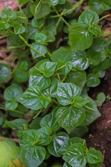 Fresh Green Pepper Elder Leaves Growing in Nature