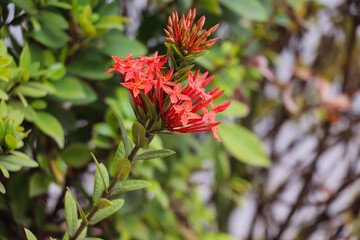 Red Ixora Flowers Blooming Beautifully on Green Branches