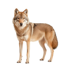 Obraz premium Wolf standing proudly against a white isolated background.