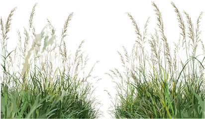 Vector floral fields, grass design, weed meadow, green nature, wild plants, botanical artwork, spring garden, nature landscape, grassy field, vibrant flowers, outdoor illustration