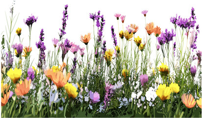 Flowering meadow blooms vector, gardening plants, spring garden, colorful flowers, blooming nature, outdoor gardening, vibrant field, floral landscape, nature illustration