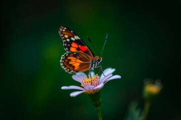 Naklejka premium Delicate Butterfly Gracefully Resting on a Vibrant Flower, Showcasing Intricate Wing Patterns, Soft Colors, and the Beauty of Nature in a Serene Setting