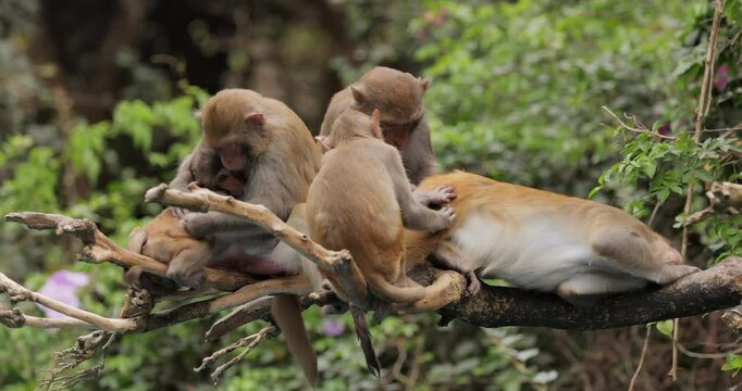 Macaques in nature. Macaques constitute a genus (Macaca) of gregarious monkeys. Macaques are found in a variety of habitats throughout the Asian continent and are highly adaptable.