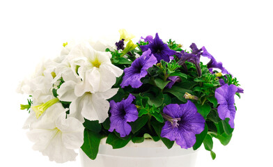 Bouquet of flowers petunia in a pot.
