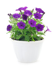 Bouquet of flowers petunia in a pot.