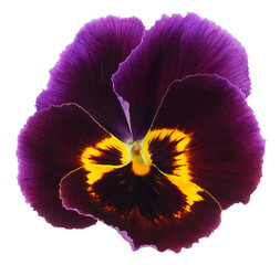 Flower of garden pansies (viola).