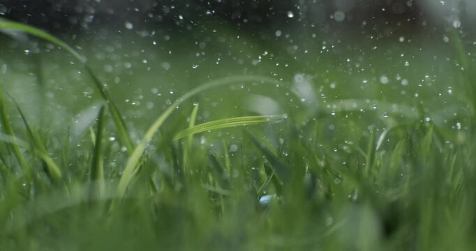 Golf club hits a white golf ball in a super slow motion. Drops of morning dew and grass particles rise into the air after the impact. Shot on super slow motion camera 1000 fps.