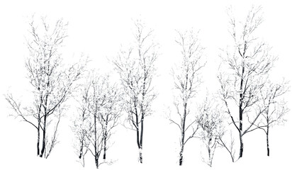 Snowy fragile trees, vector isolated, woods cover, transparent background, winter branches, snowy limbs, isolated trees, cold forest, nature illustration, frozen environment, nature design