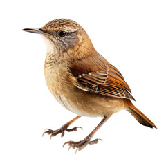 Fototapeta premium Carolina Wren isolated on Cutout background.PNG