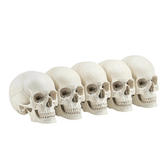 Obraz premium Five human skulls in a row on a white isolate background.
