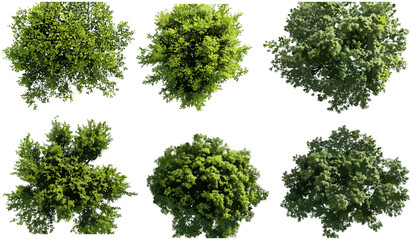 Obraz premium Green trees canopy, vector cutout, above view, nature collections, lush forest, aerial perspective, landscape, fresh foliage, eco-friendly, vibrant green, outdoor scenery