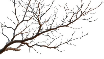 Obraz premium Bare, gnarled branches isolated against a pure white backdrop, flora, tree