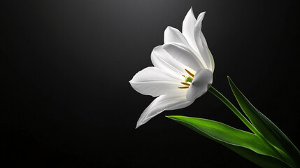 Obraz premium single white tulip gracefully stands against dark background, its delicate petals illuminated softly. vibrant green stem and leaves add contrast, creating serene and elegant composition
