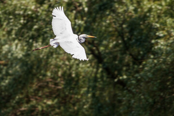 White Heron at the Danube Delta in Romania