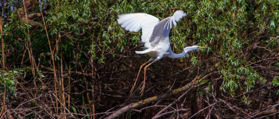 White Heron at the Danube Delta in Romania