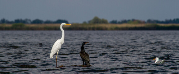 White Heron at the Danube Delta in Romania