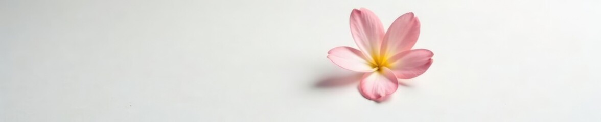 Naklejka premium Delicate, solitary flower on white background, isolation, elegant