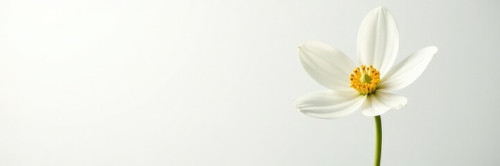 Obraz premium delicate white flower isolated on a crisp white background, nature, simplicity, blossom