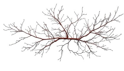 Intricate, bare branches isolated against a pure white backdrop, nature, photography