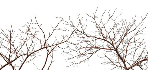 Obraz premium Intricate, bare branches isolated against a pure white backdrop, elegant, design