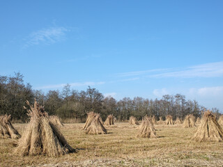 Rietschoven, Reed sheaves, Weeribben-De Wieden, Steenwijkerland, Overijssel province, The Netherlands