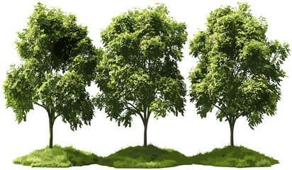 Fototapeta premium Green maple trees vector, cut out shapes, PNG file, isolated background, transparent tree silhouette, nature clipart, eco-friendly design, tree icon, foliage pattern, landscape element