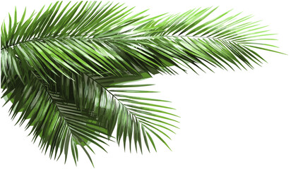 Green palm leaves vector corner layout on transparent backgrounds illustrations, tropical foliage png, jungle plant frame, exotic leaf border, botanical greenery, nature element,