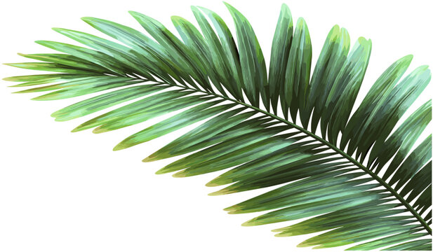 Green palm leaves foliage png file, vector tropical leaf transparent background, exotic jungle plant, botanical greenery clipart, tropical nature illustration, rainforest elements, isolated