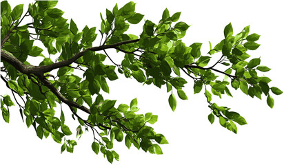 Obraz premium Green tree branches, serenity illustrations, transparent png, leaf vector, nature art, eco-friendly design, green leaves, foliage illustrations, natural serenity